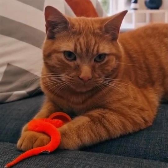 🔥Typared Jiggle Ball for Cat